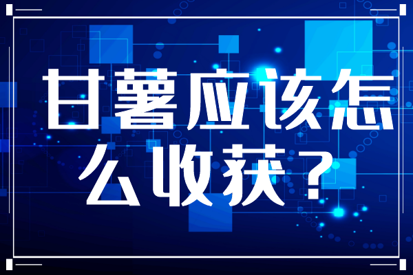 甘薯應該怎么收獲？